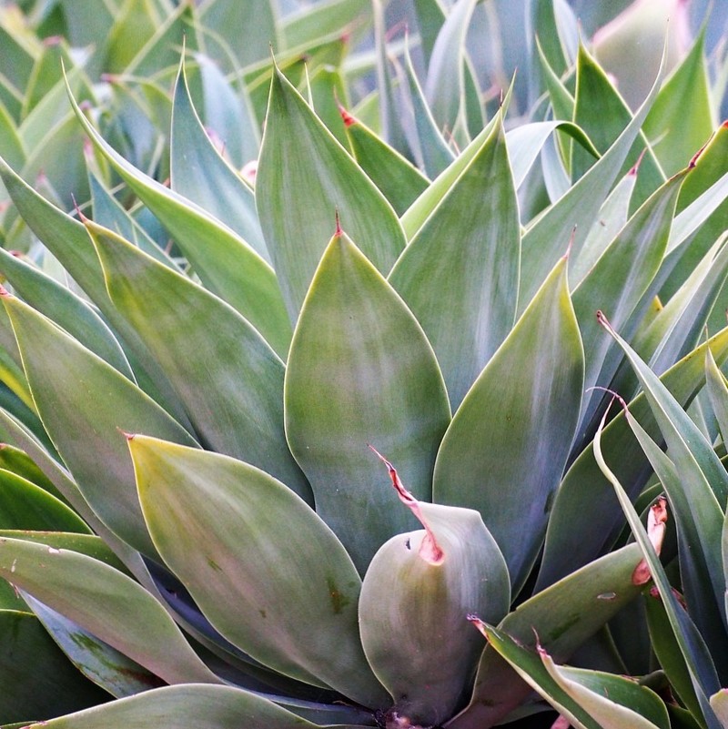agave