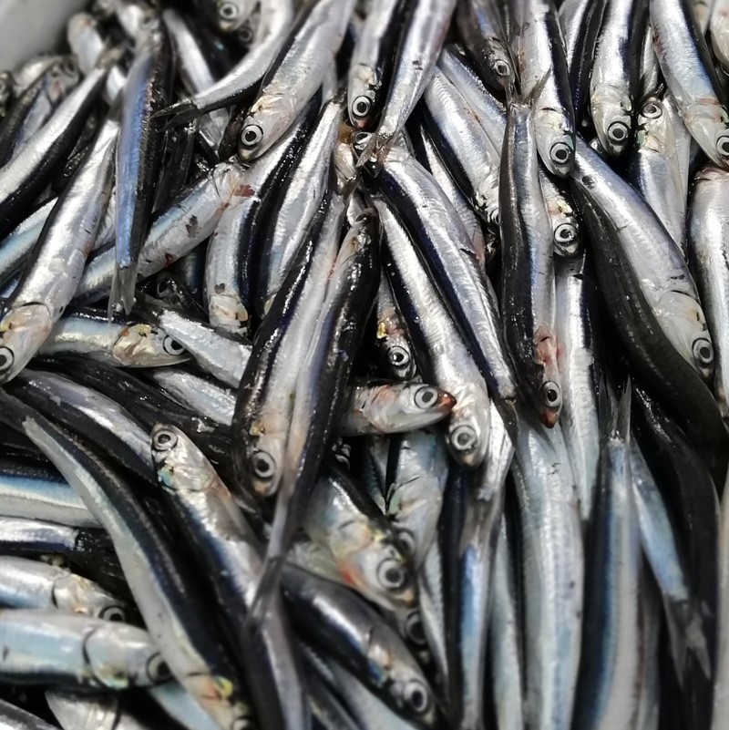 anchovy