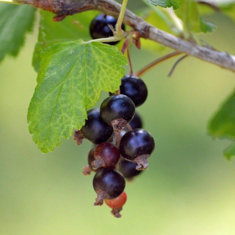 blackcurrant