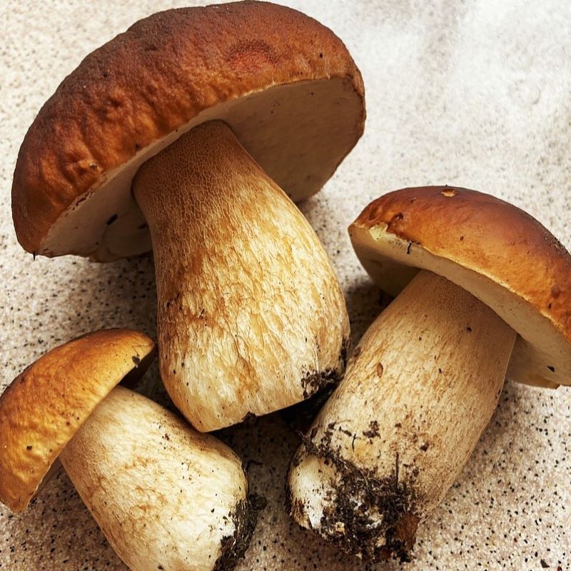 boletus