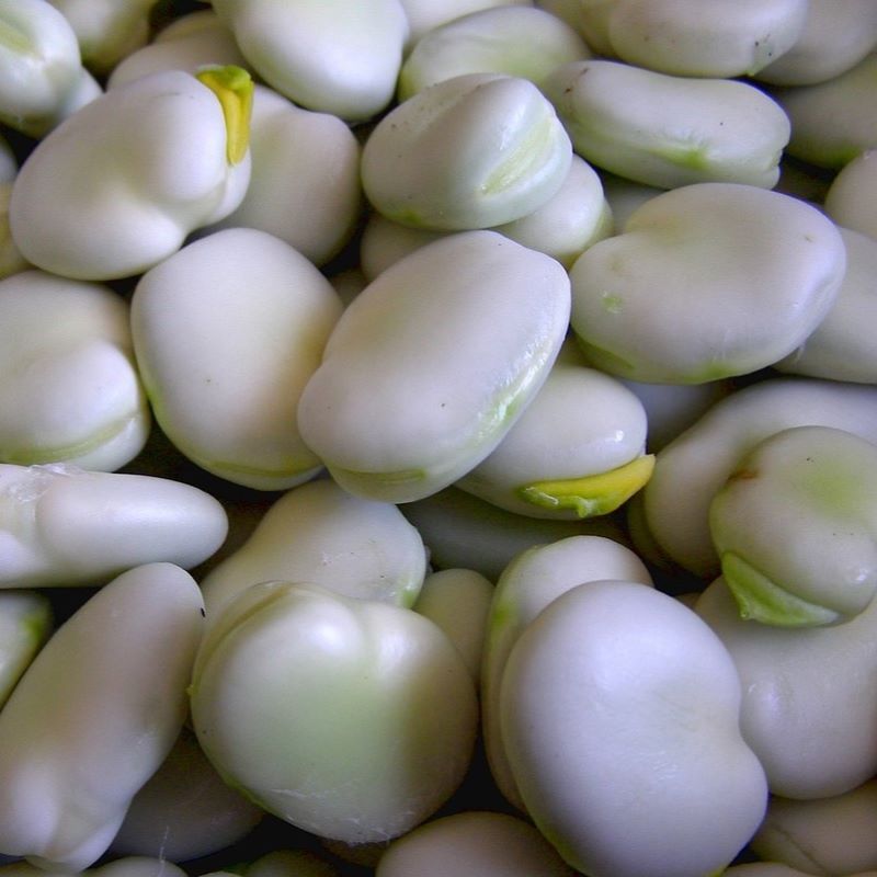 broad bean