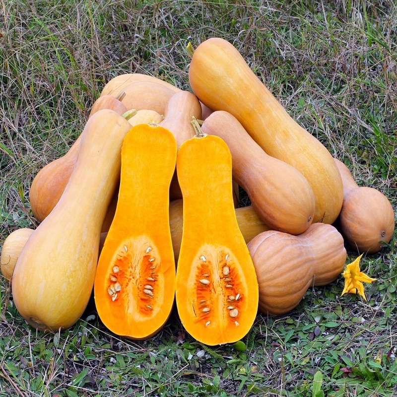 butternut squash