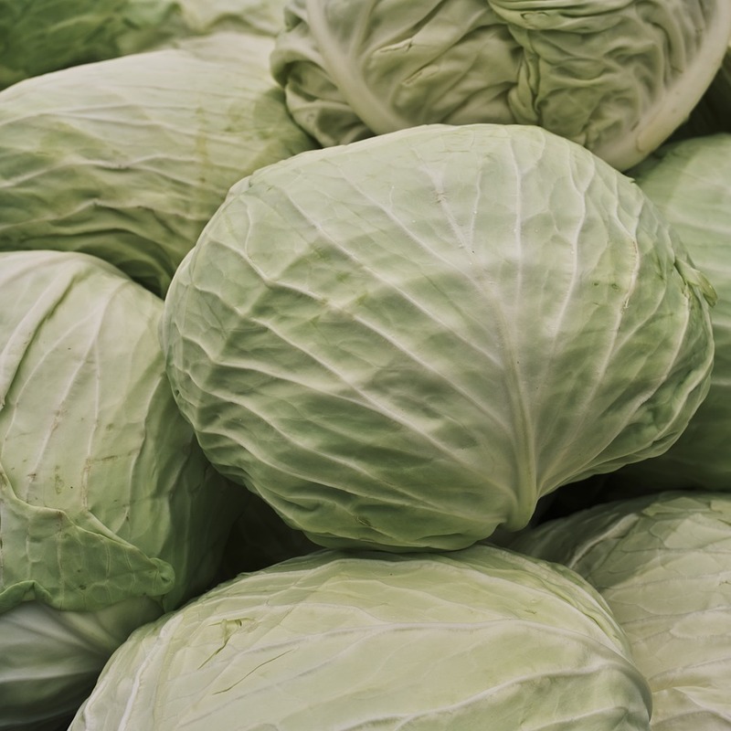 cabbage