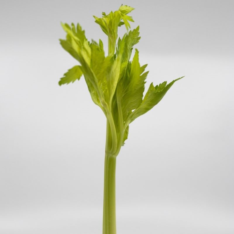 celery