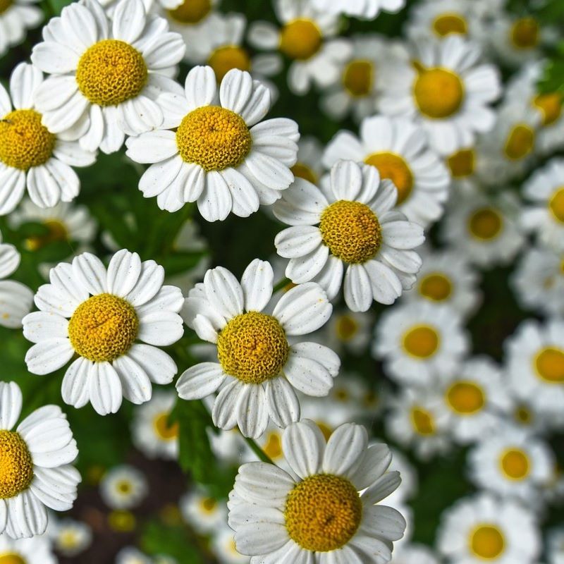 chamomile