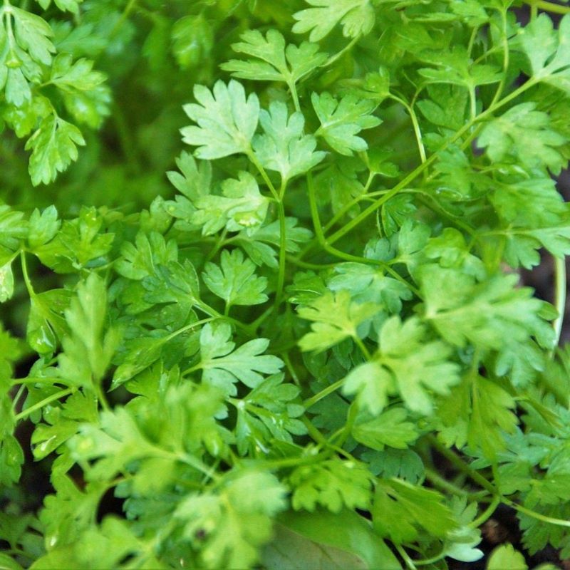 chervil