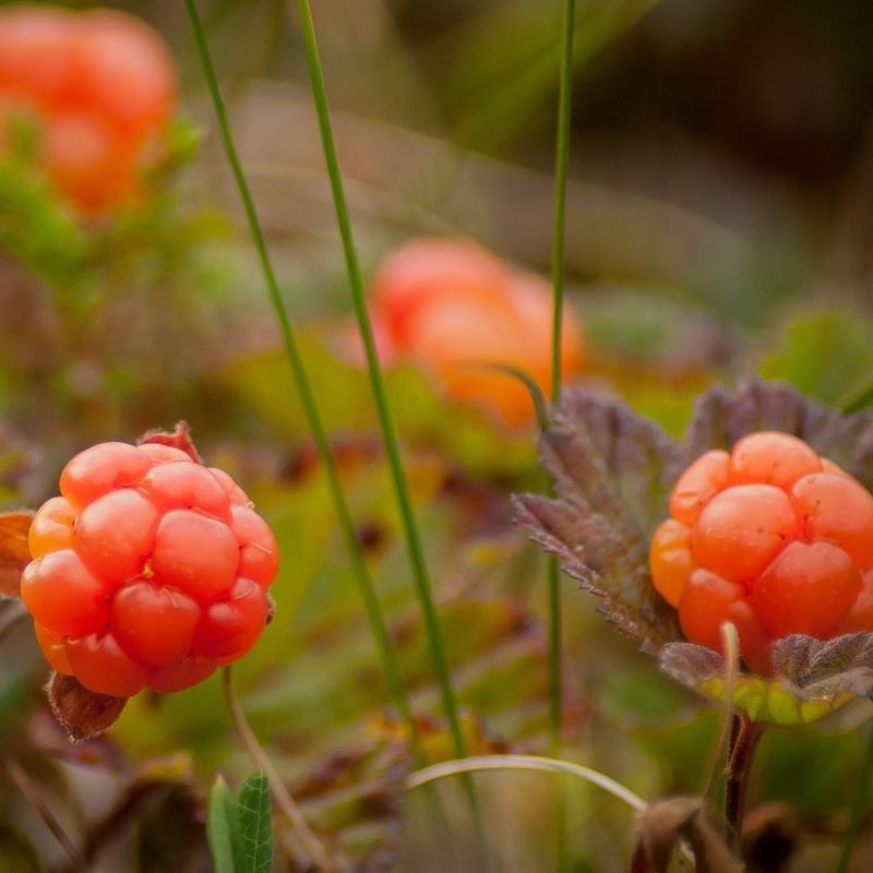 cloudberry