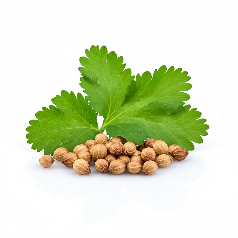 coriander