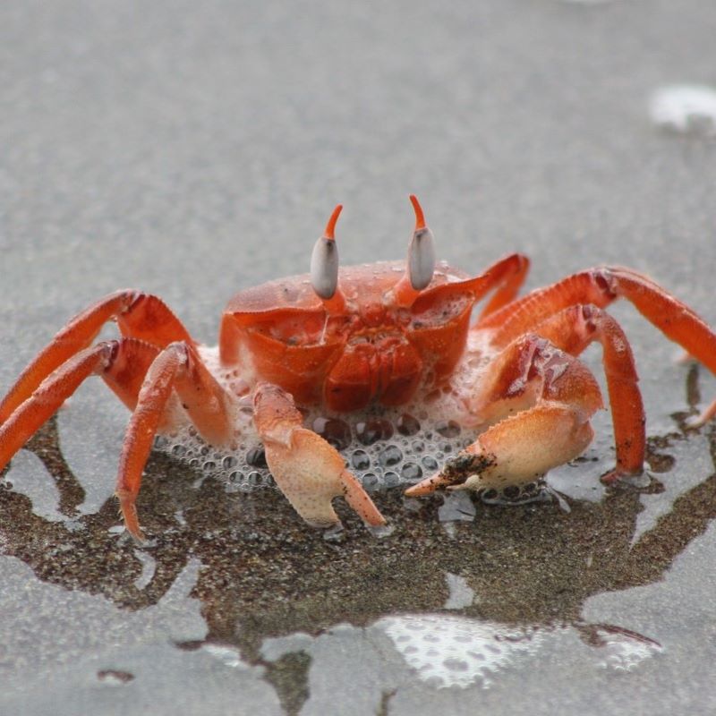crab