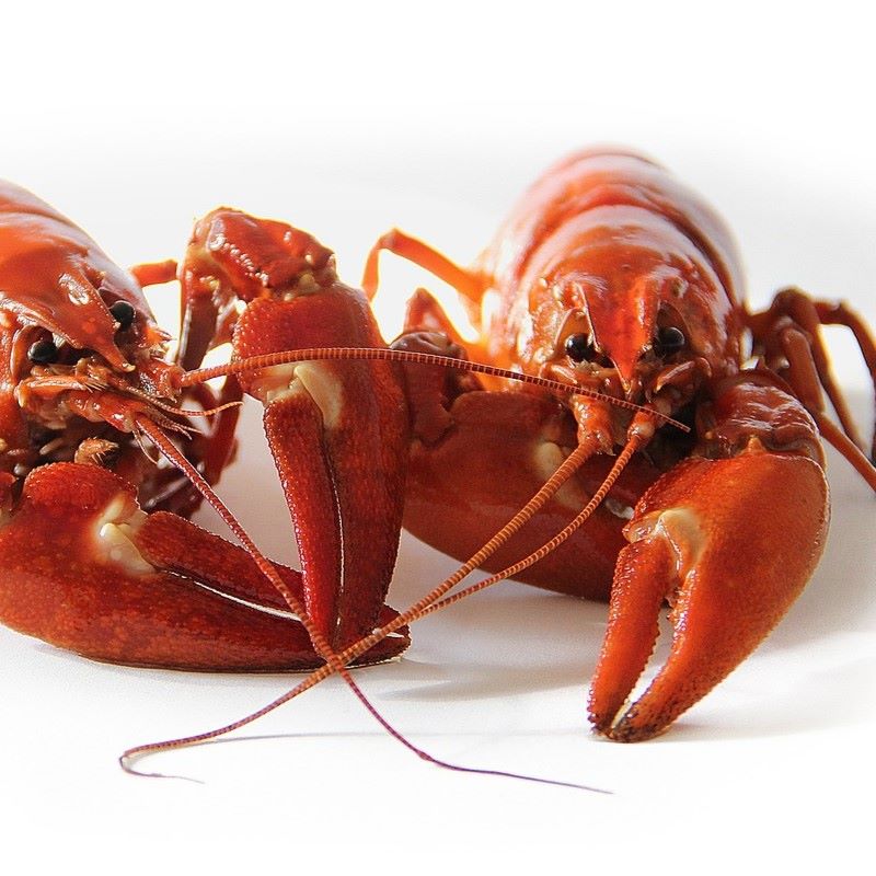 crayfish