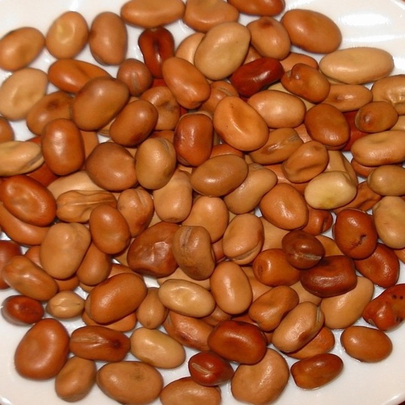 fava bean