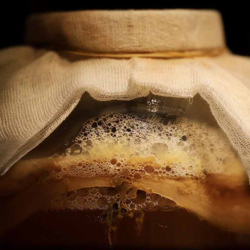 fermentation