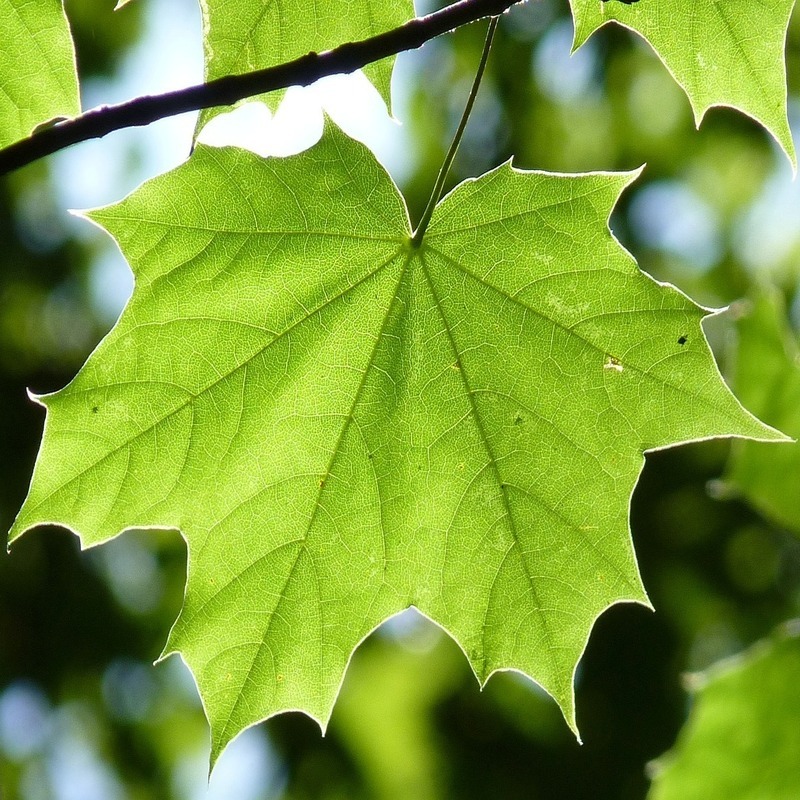 leaf