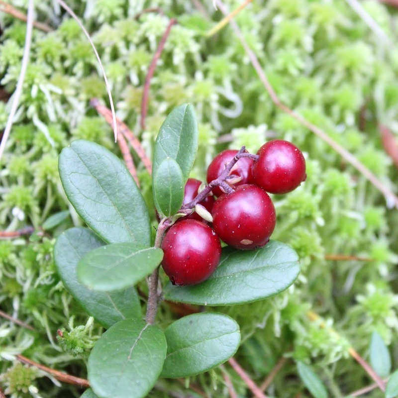 lingonberry