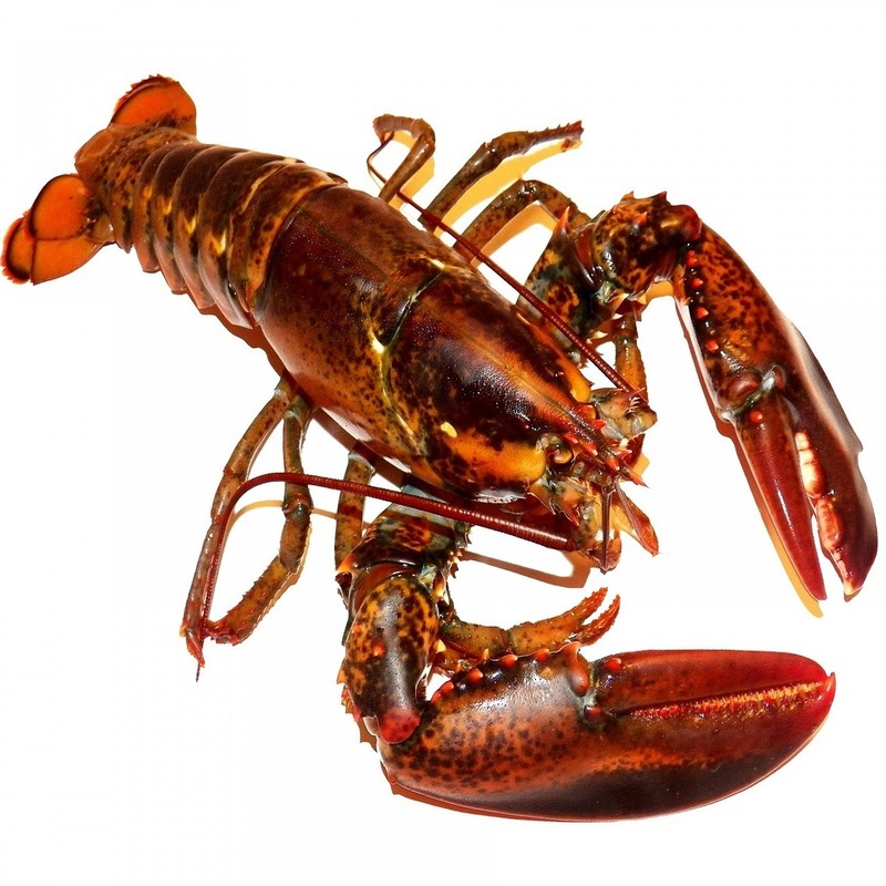 lobster