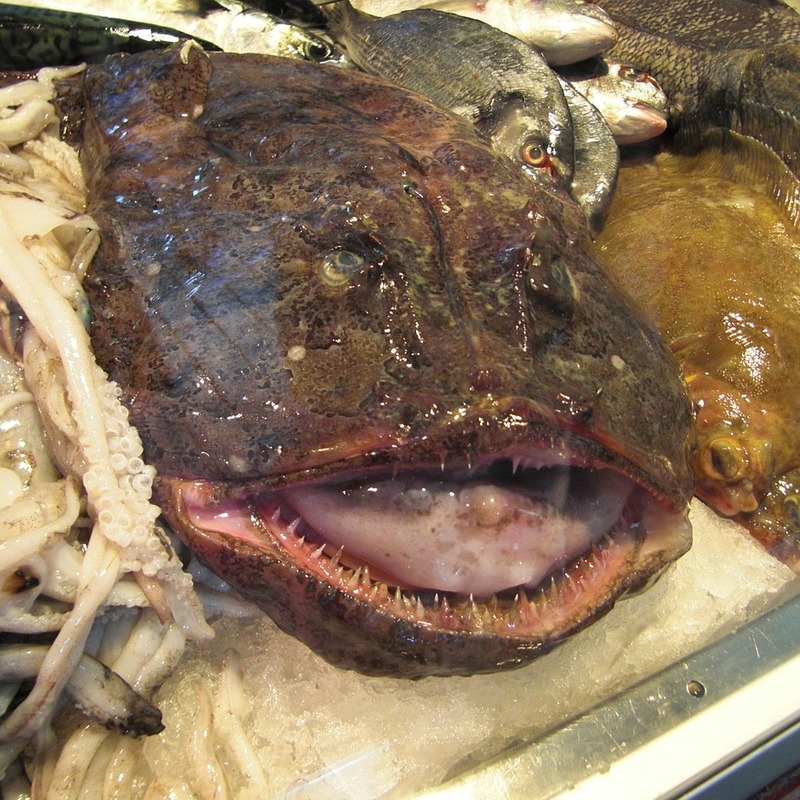 monkfish