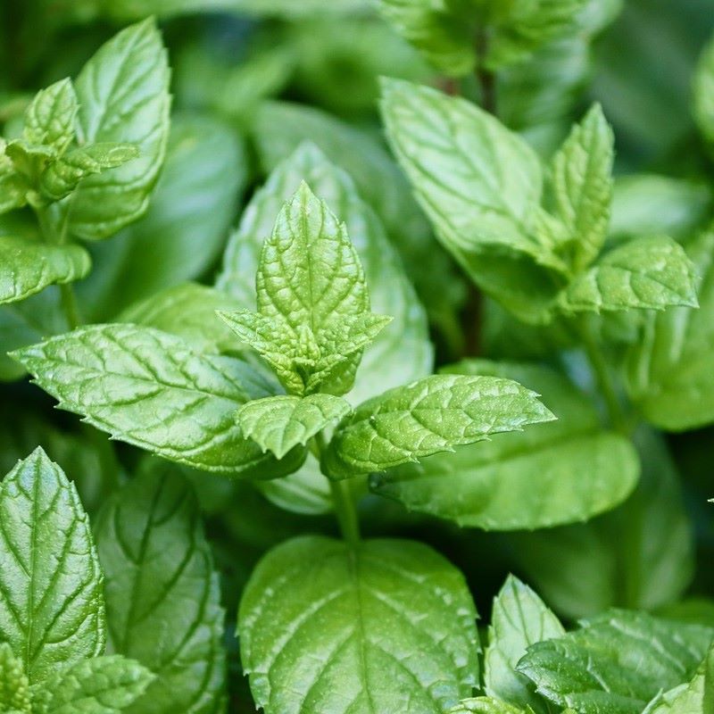 peppermint