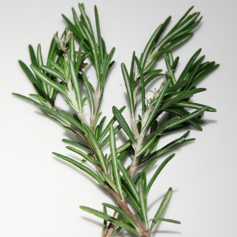 rosemary