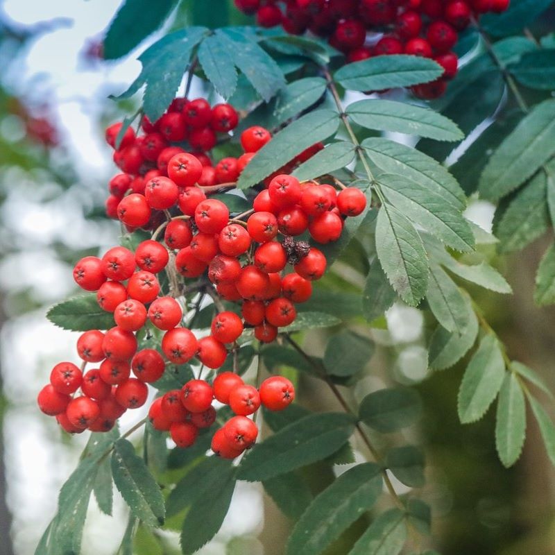 rowanberry