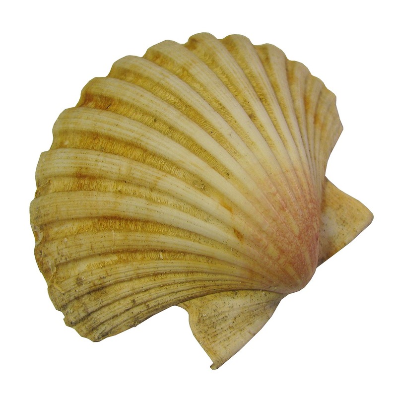 scallop
