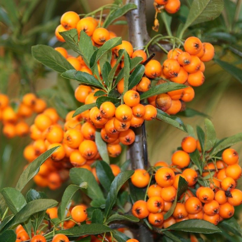 sea buckthorn
