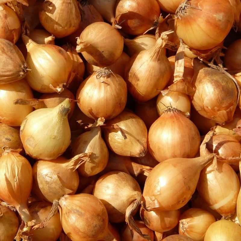 shallot