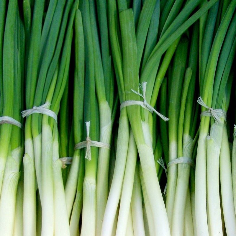 spring onion