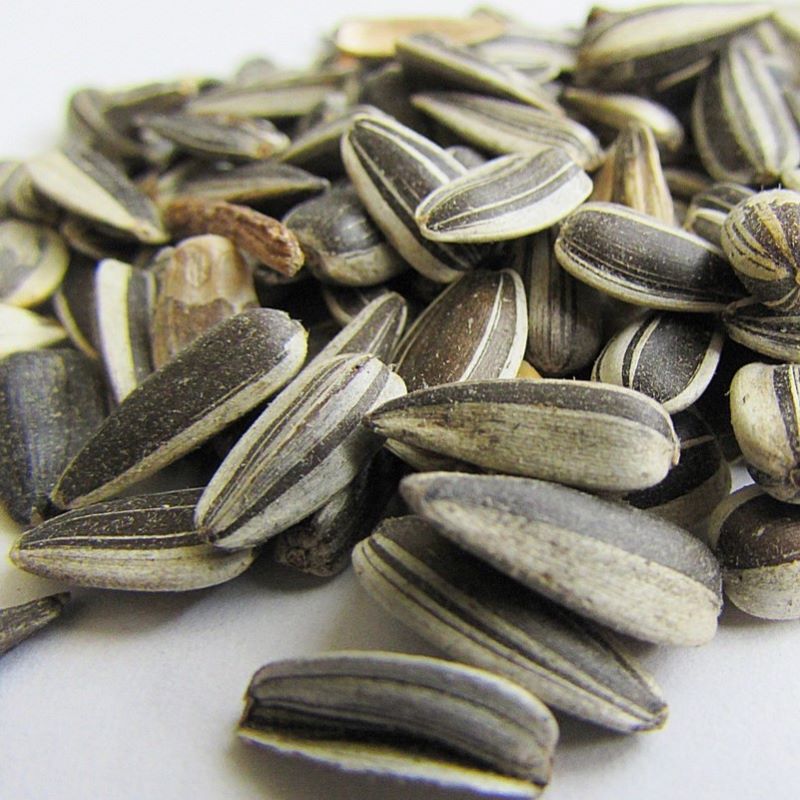 sunflower seed
