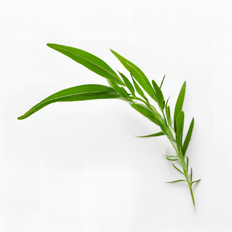 tarragon